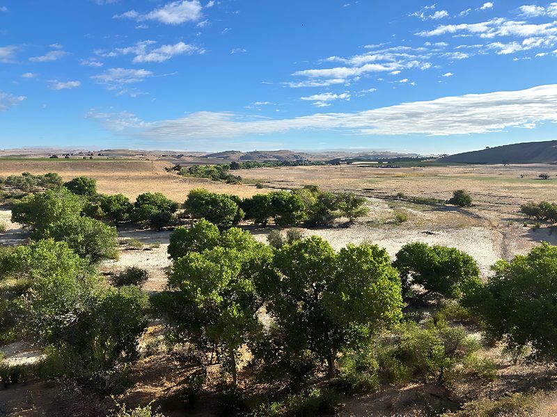 Estrella River riparian forest credit type, view east at Yokum's Bend