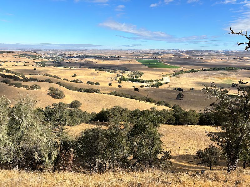 View north from oak woodland ridgeline