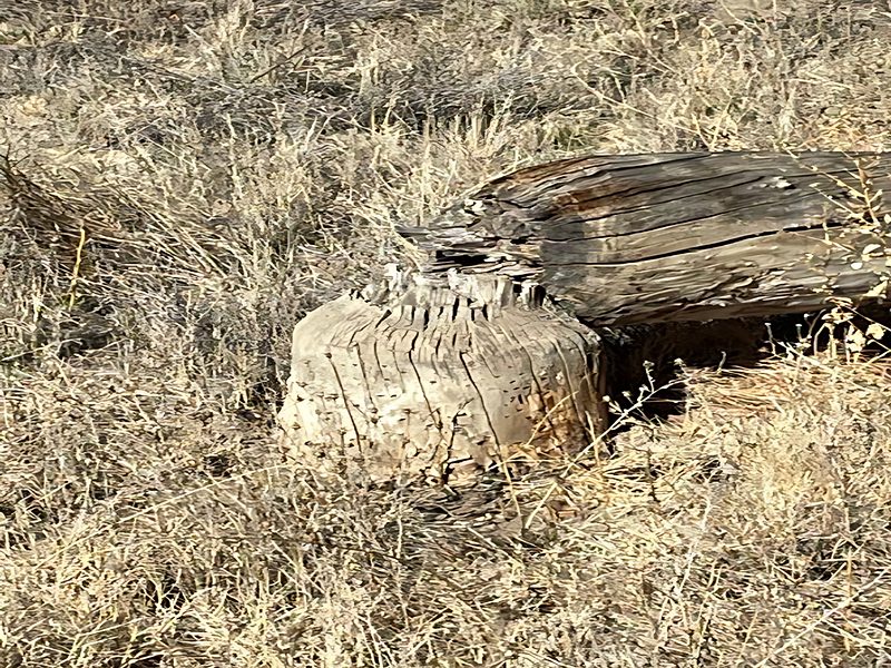 Downed tree from American beaver