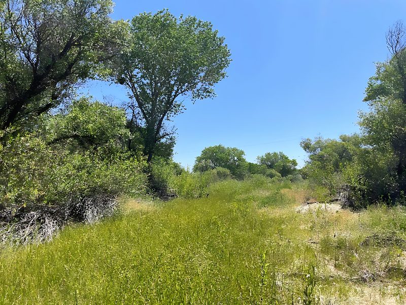 Emergent wetland vegetation in Estrella River