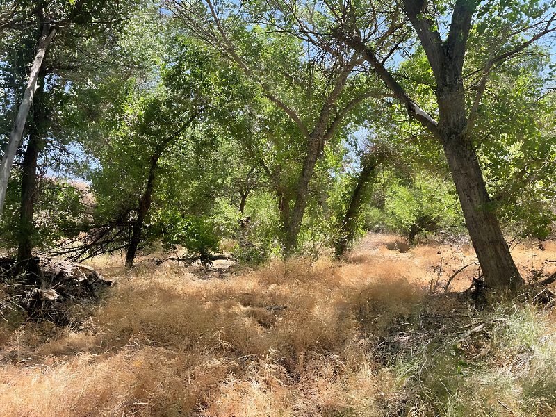 Riparian habitat with weedy understory