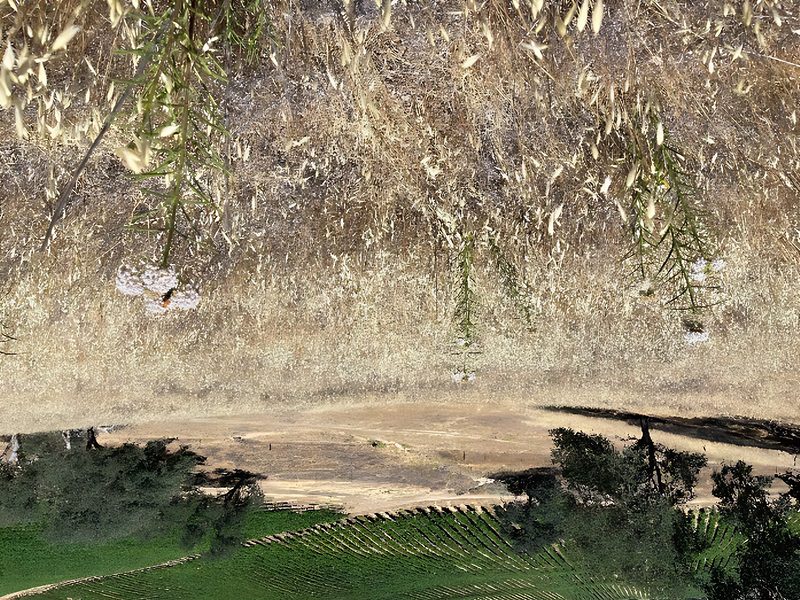 California annual grassland with milkweed
