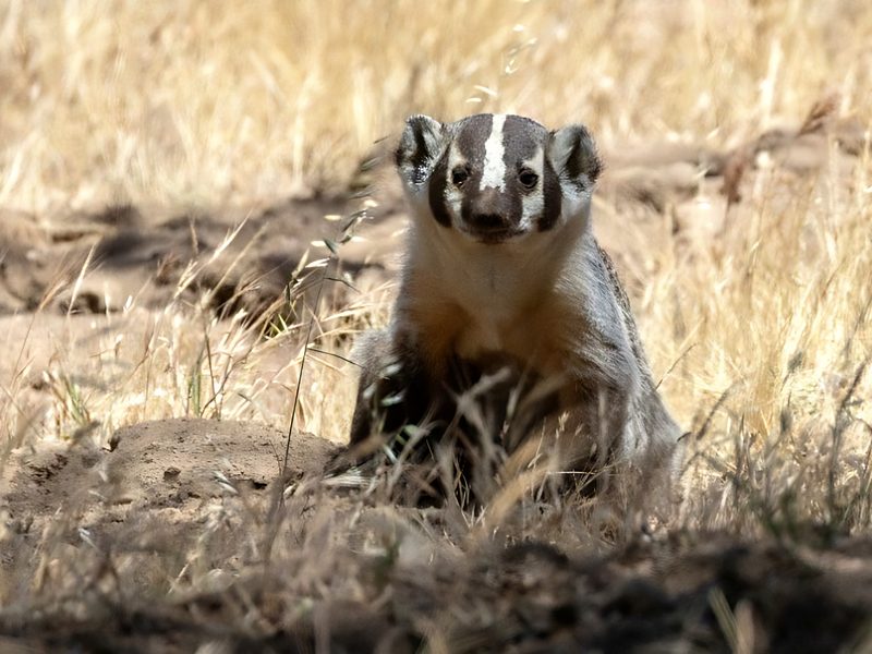 American badger at den