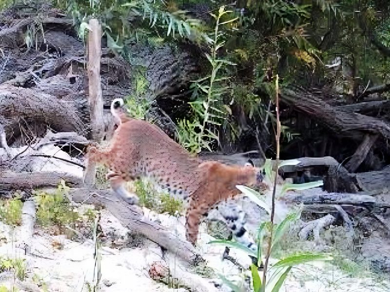 Bobcat on wildlife camera