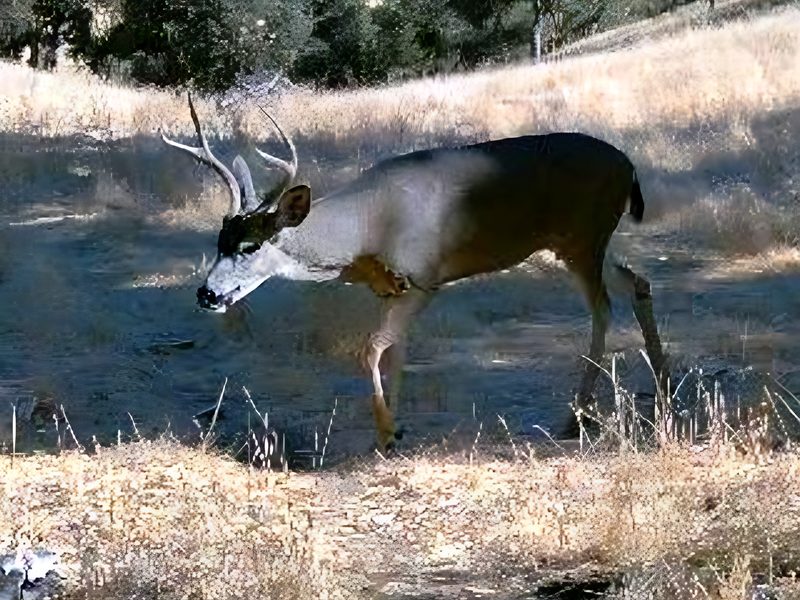 Black-tailed deer on wildlife camera