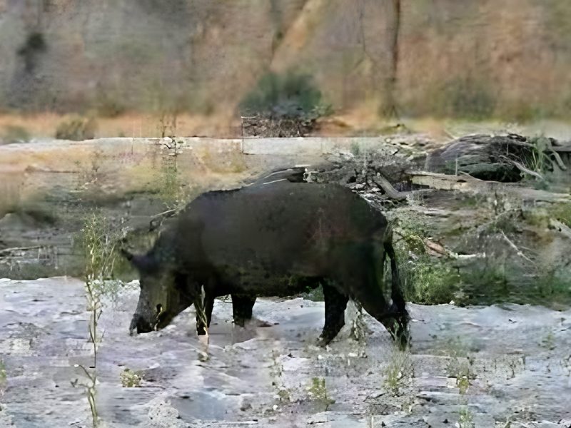Wild pig on wildlife camera