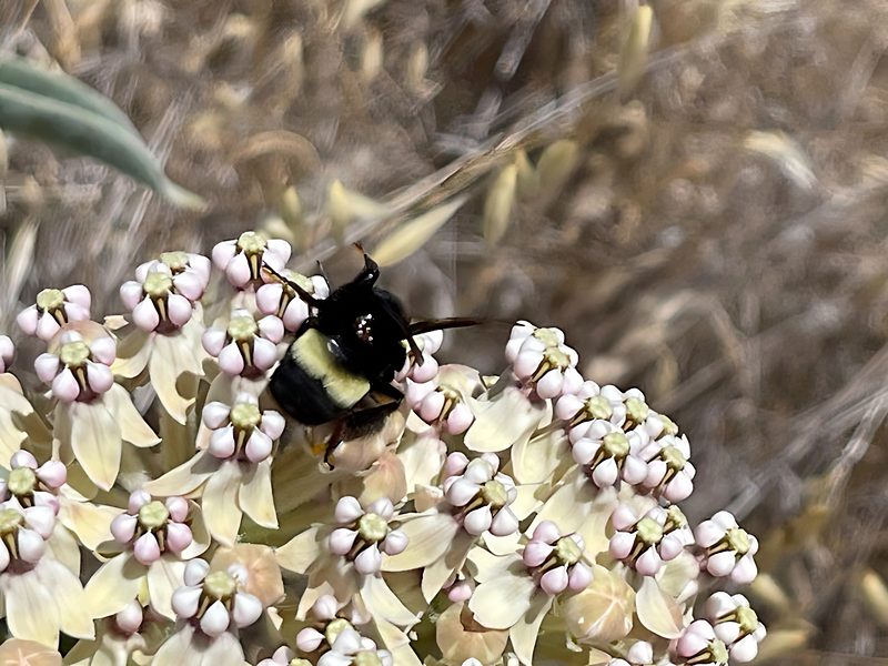 Crotch's bumble bee on milkweed
