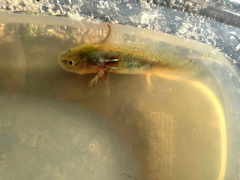 California tiger salamander larva, Pond 16