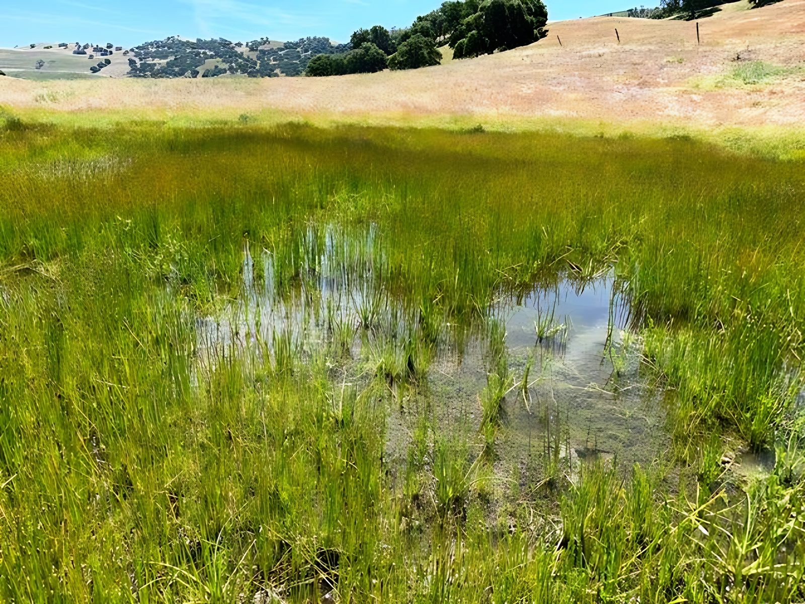 Pond 19, shallow clear water with western spadefoot present